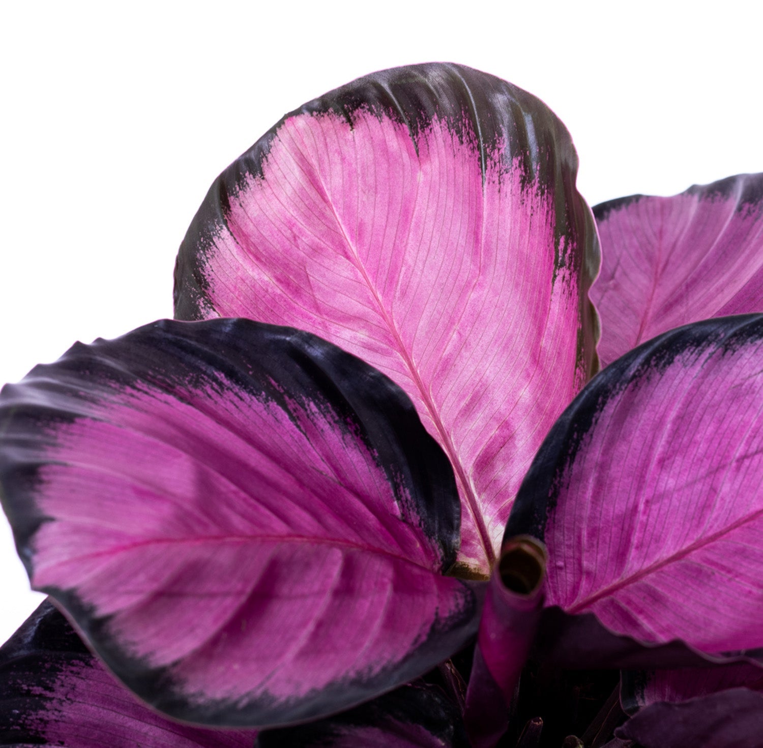 Calathea Pink Star | medium 6in