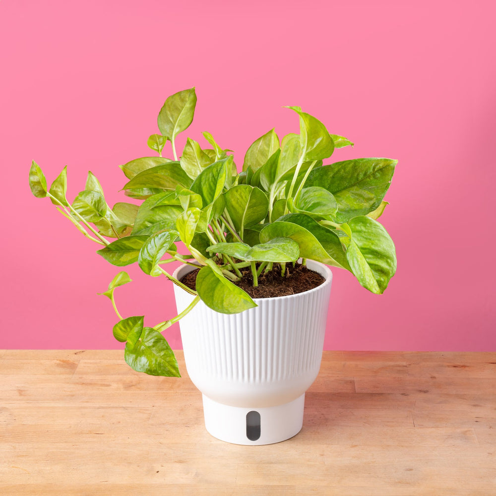 Global Green Pothos | medium 6in