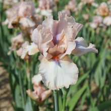 Bearded Iris - Califlora Concertina (Reblooming)