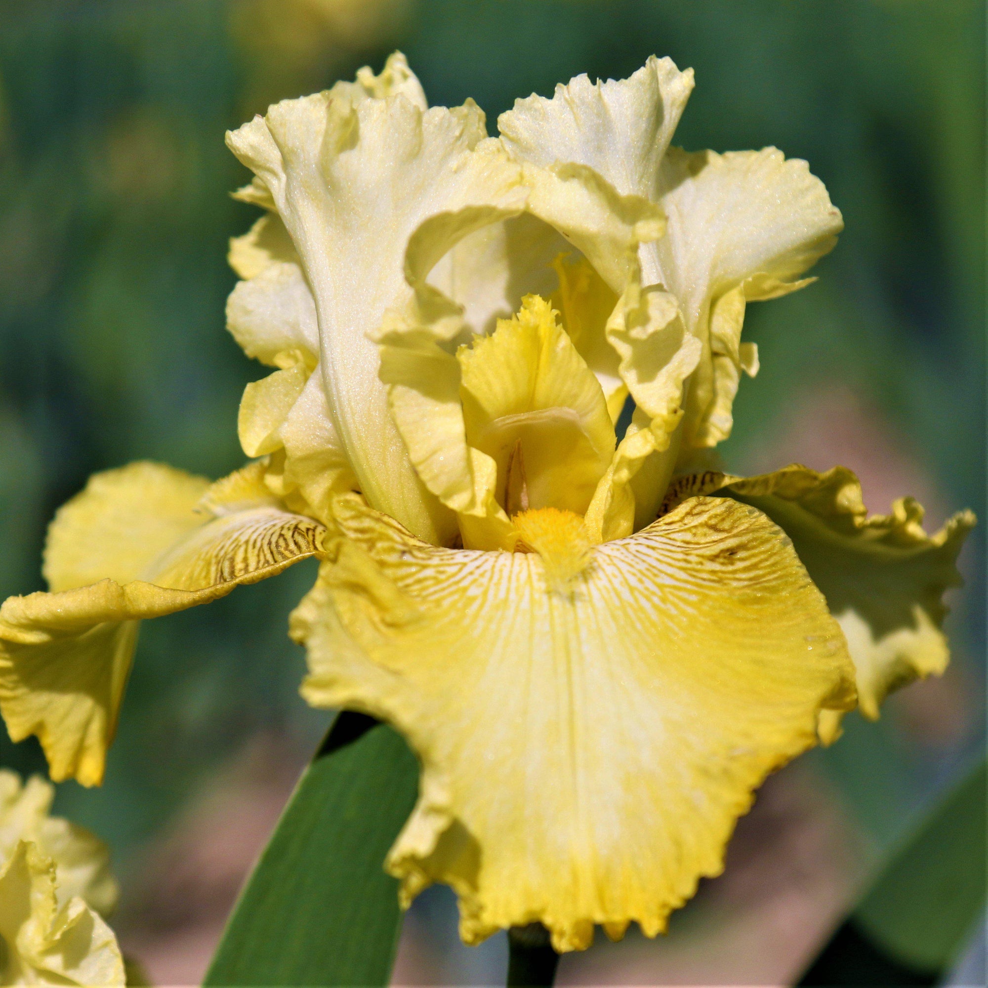 Bearded Iris - Califlora Harvest of Memories (Reblooming)