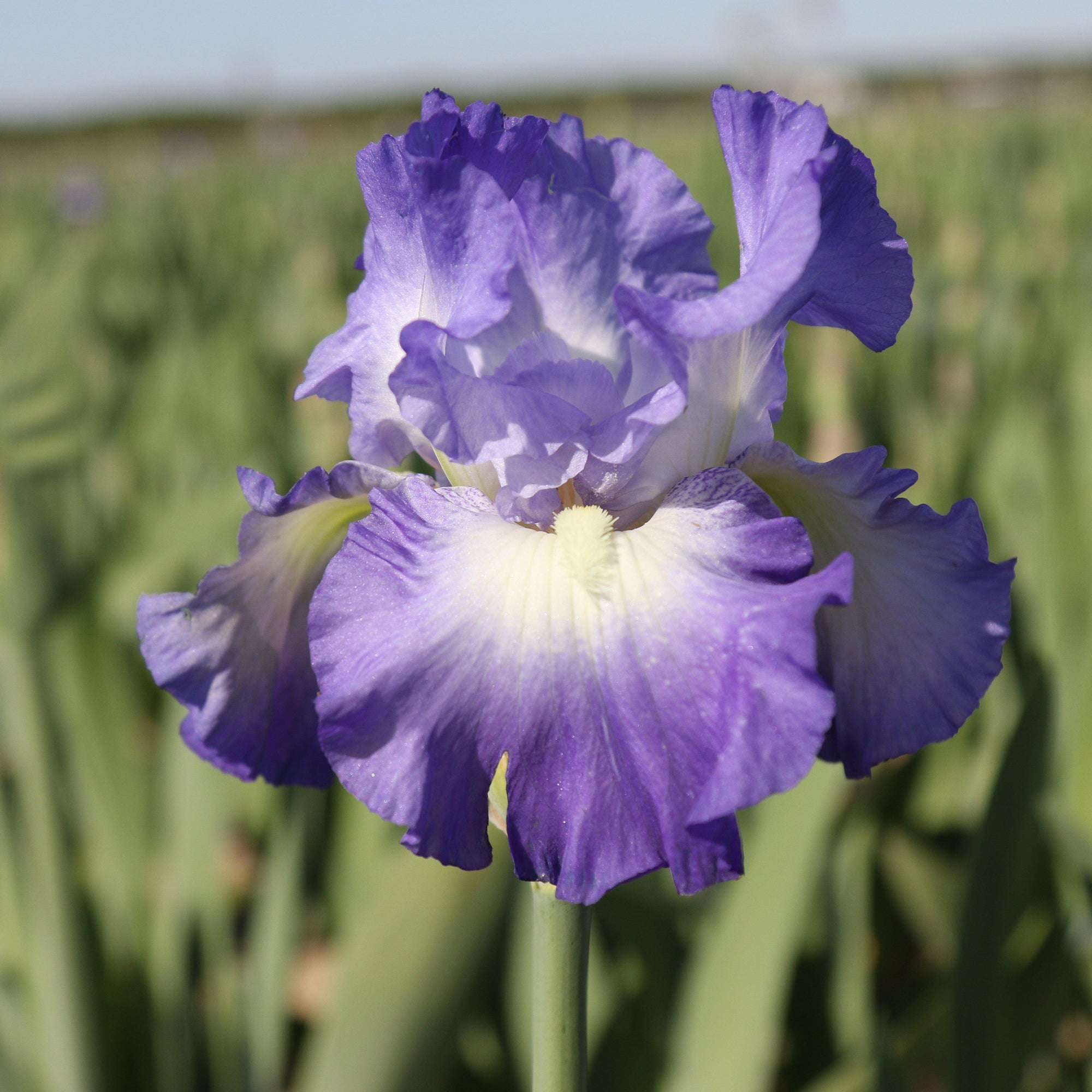 Bearded Iris - Califlora City Lights (Reblooming)