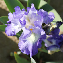 Bearded Iris - Califlora City Lights (Reblooming)