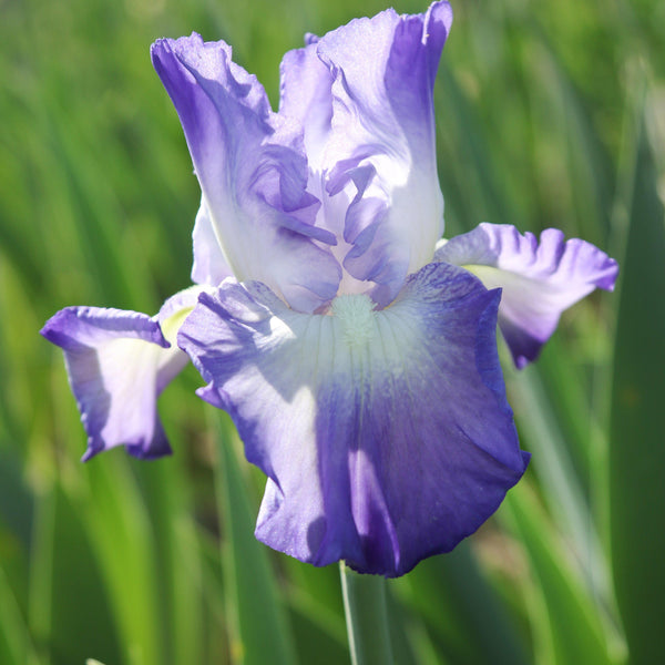 Bearded Iris - Califlora City Lights (Reblooming)