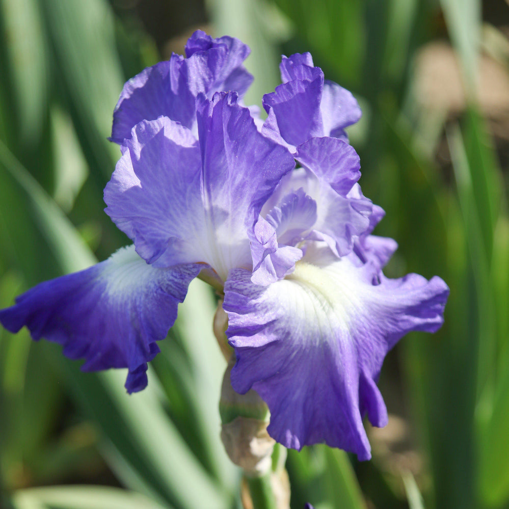 Bearded Iris - Califlora City Lights (Reblooming)