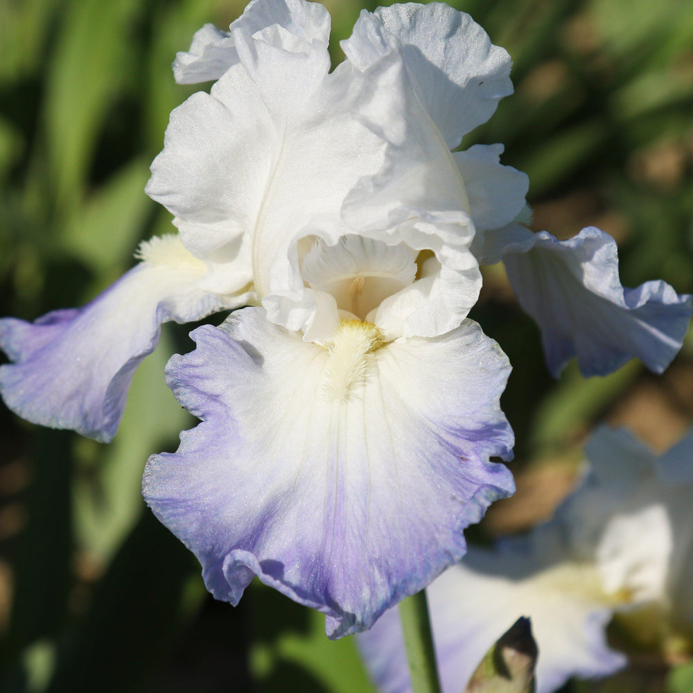 Bearded Iris - Califlora Clarence (Reblooming)