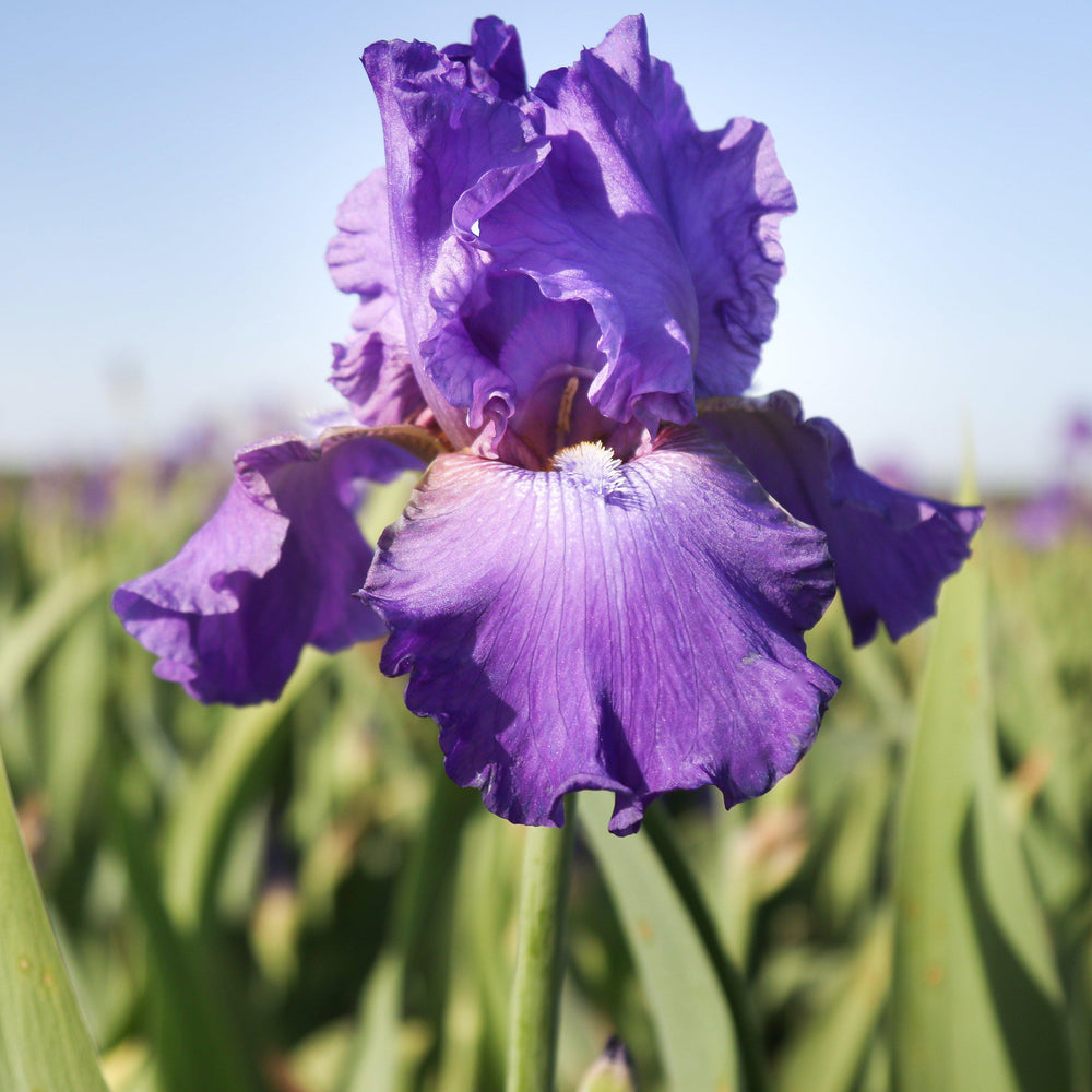 Bearded Iris - Califlora His Royal Highness (Reblooming)