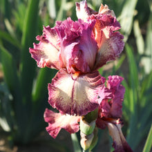 Bearded Iris - Califlora Rockstar (Reblooming)