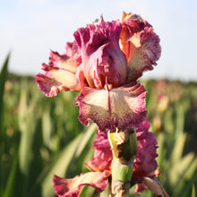 Bearded Iris - Califlora Rockstar (Reblooming)