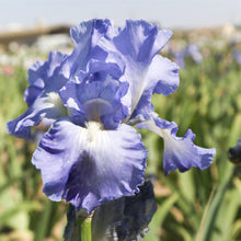 Bearded Iris - Califlora Sugar Blues (Reblooming)