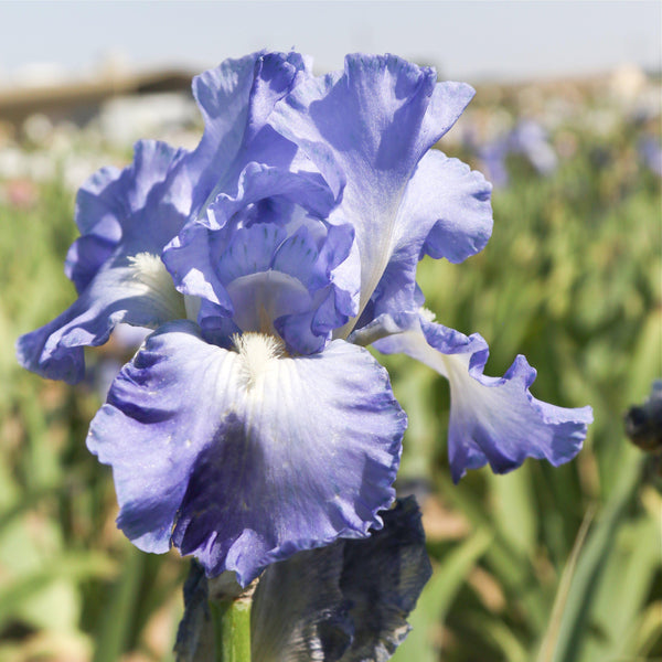 Bearded Iris - Califlora Sugar Blues (Reblooming)