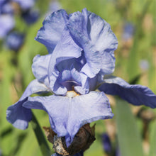 Bearded Iris - Califlora Sugar Blues (Reblooming)