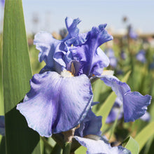 Bearded Iris - Califlora Sugar Blues (Reblooming)