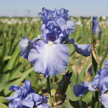 Bearded Iris - Califlora Sugar Blues (Reblooming)