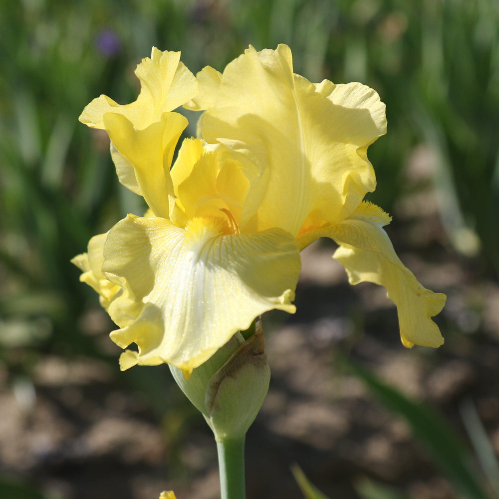 Bearded Iris - Califlora Harvest of Memories (Reblooming)