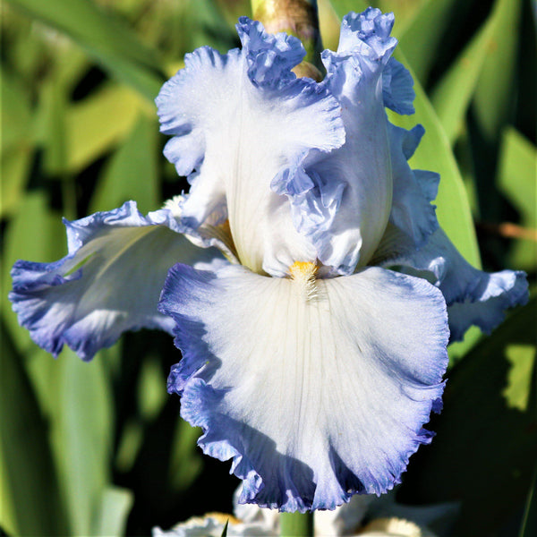 Bearded Iris - Califlora Cloud Ballet (Reblooming)