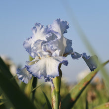 Bearded Iris - Califlora Cloud Ballet (Reblooming)