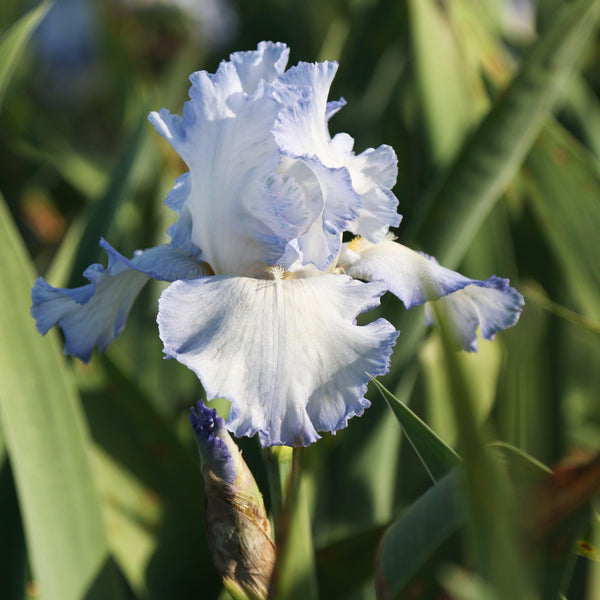 Bearded Iris - Califlora Cloud Ballet (Reblooming)