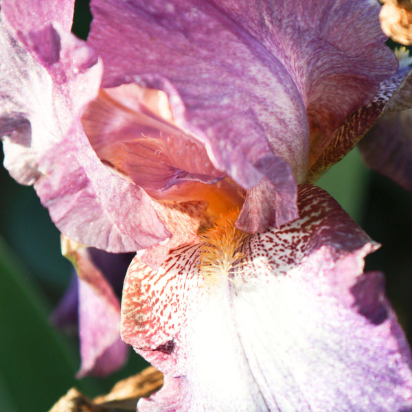 Bearded Iris - Califlora Wine Festival (Reblooming)