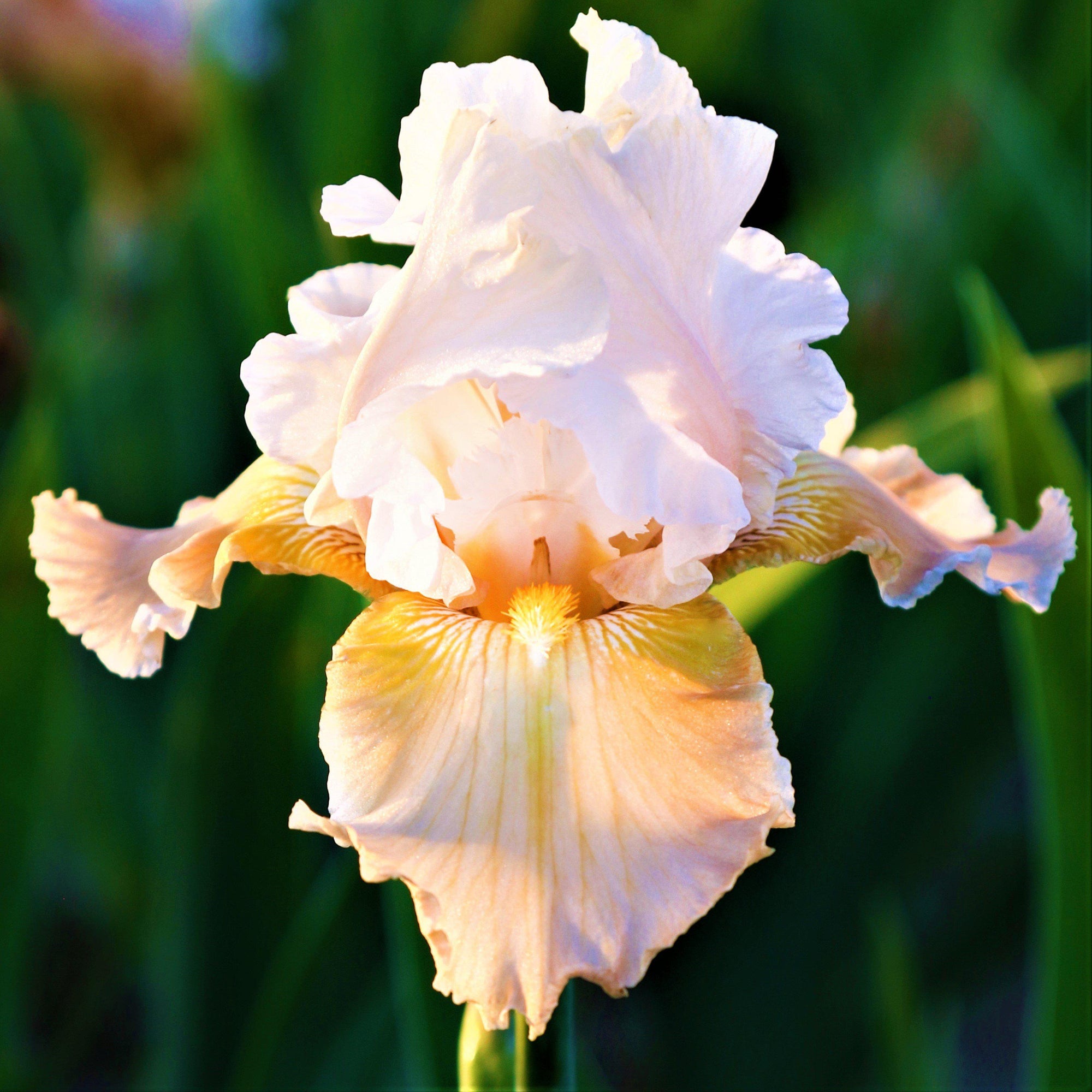 Bearded Iris - Califlora Champagne Elegance (Reblooming)