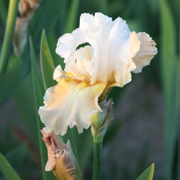 Bearded Iris - Califlora Champagne Elegance (Reblooming)