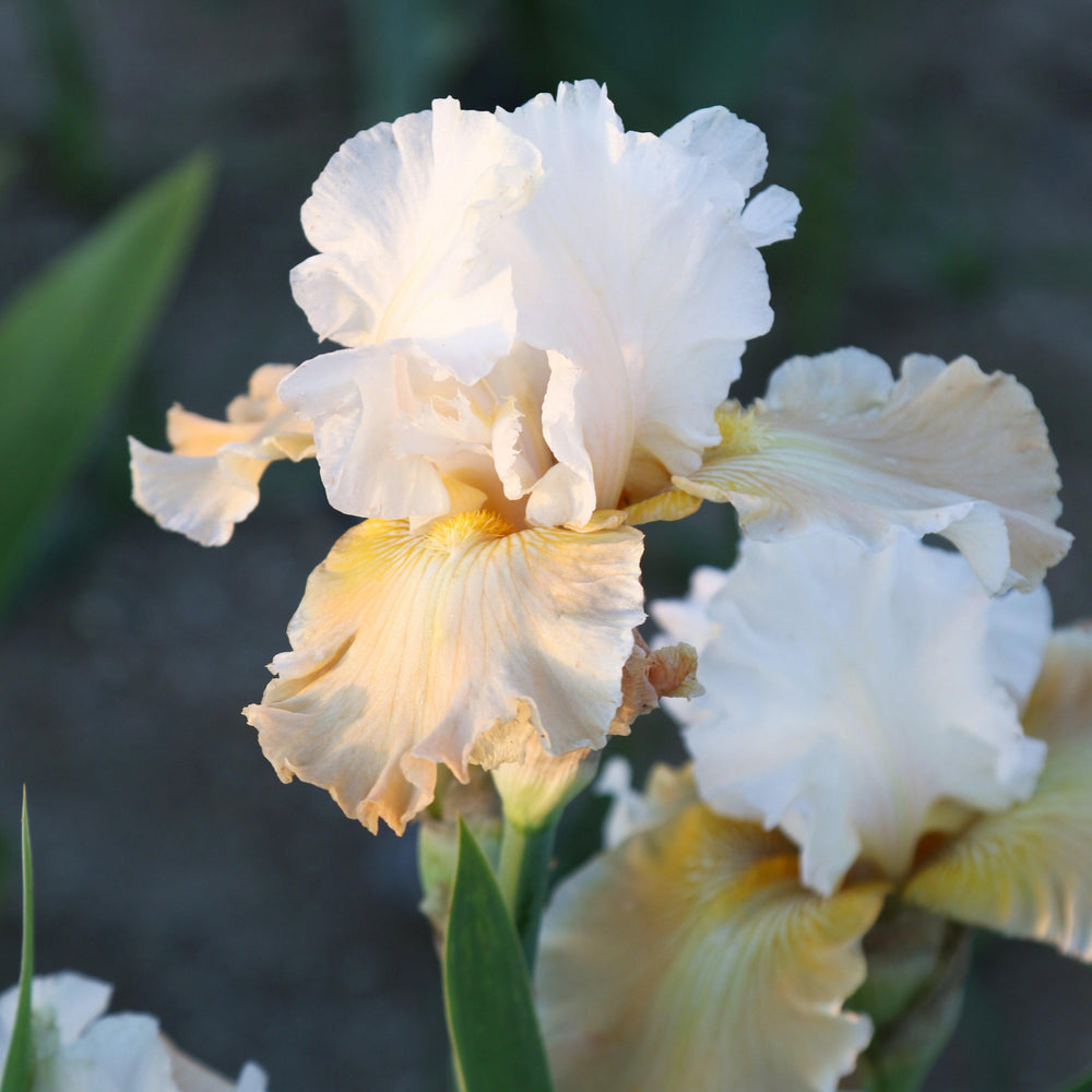 Bearded Iris - Califlora Champagne Elegance (Reblooming)