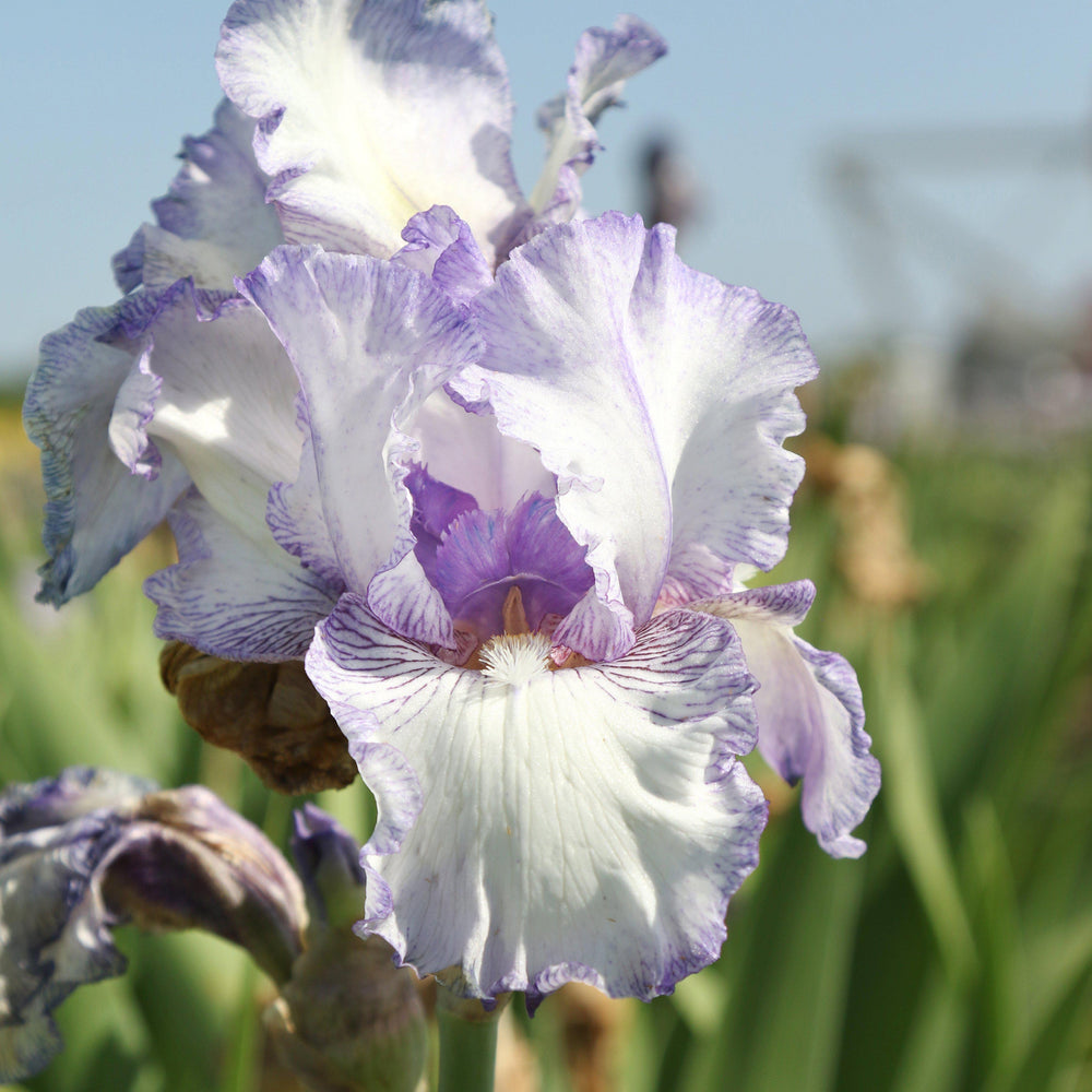 Bearded Iris - Califlora Earl of Essex (Reblooming)