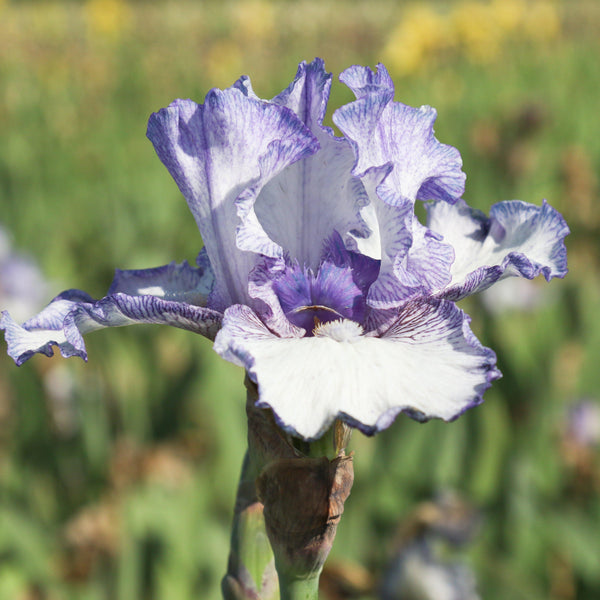 Bearded Iris - Califlora Earl of Essex (Reblooming)