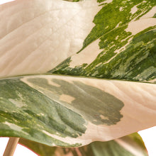 Monstera Lechleriana Albo | medium 6in