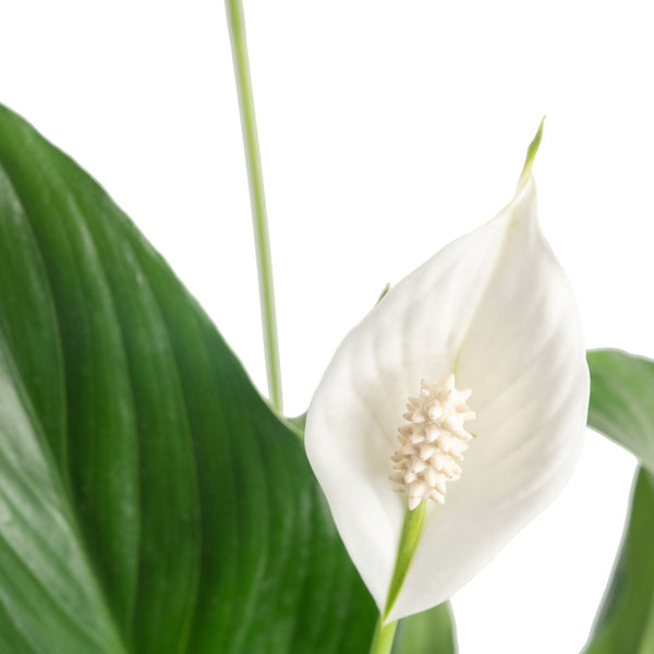 Peace Lily | medium 6in