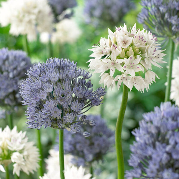 Allium - Ocean Magic Mix: 60 Bulbs