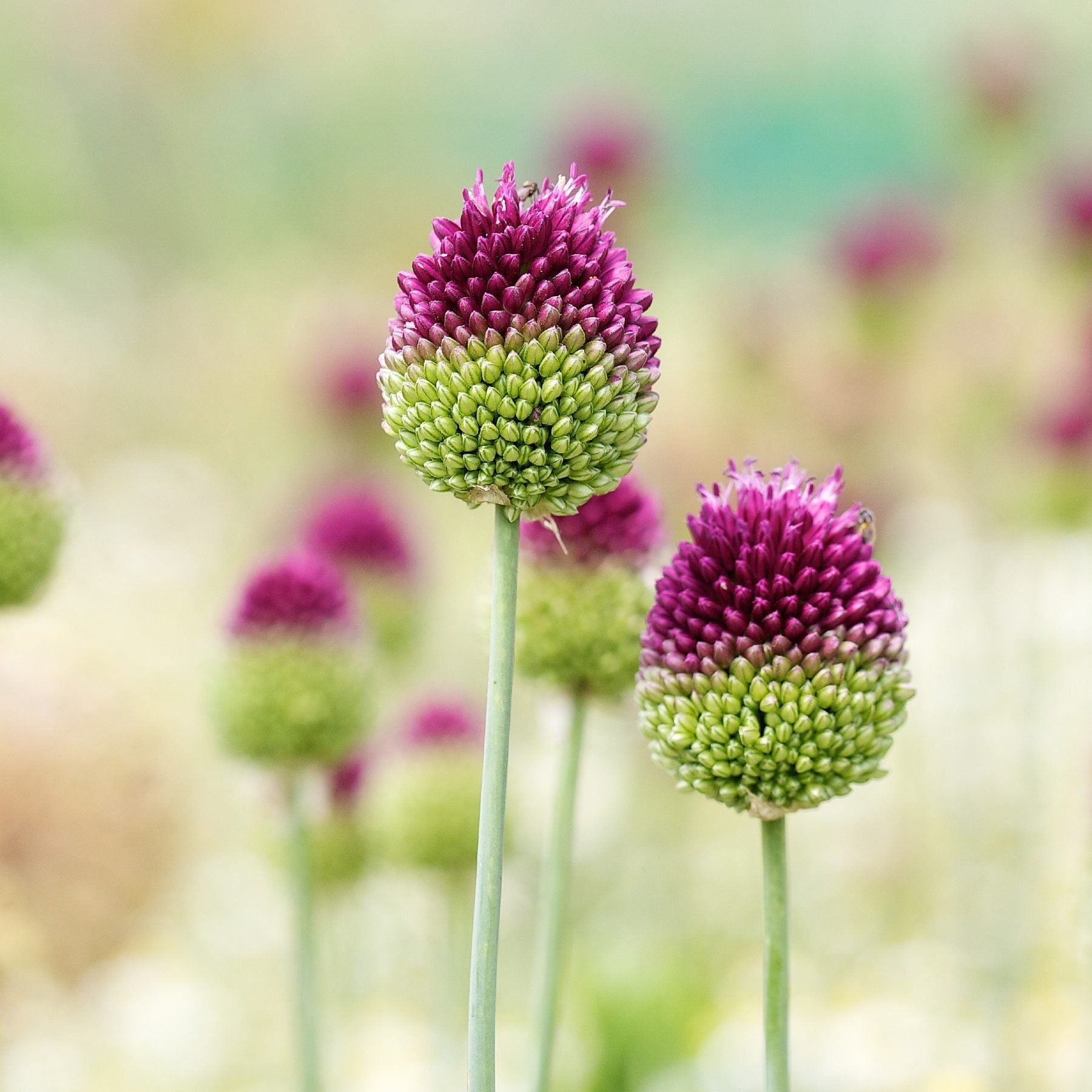 Allium - Sphaerocephalon Drumstick: 20 Bulbs