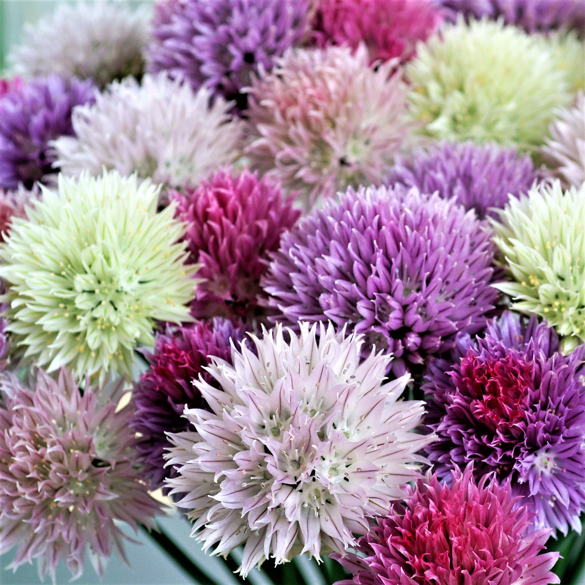 Allium - Summer Sparkler Mix: 60 Bulbs