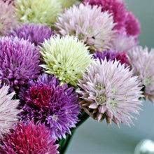 Allium - Summer Sparkler Mix: 60 Bulbs