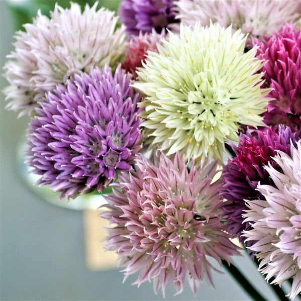 Allium - Summer Sparkler Mix: 60 Bulbs