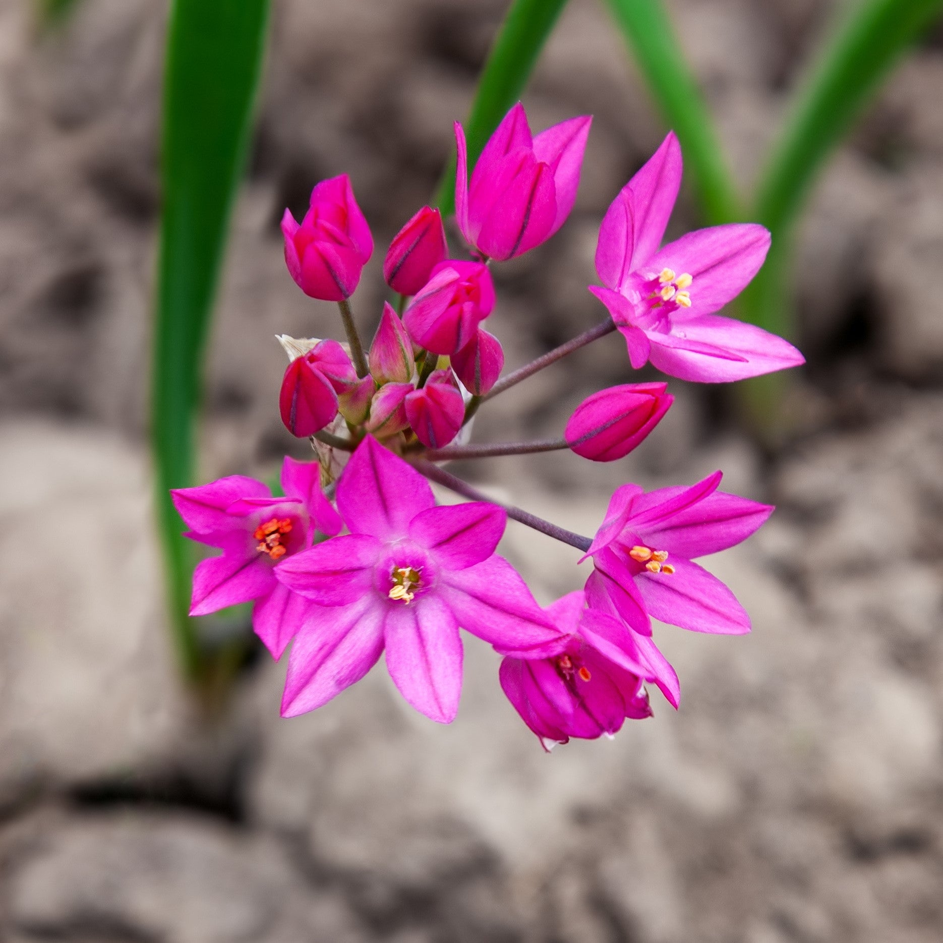 Allium - Oreophilum: 20 Bulbs