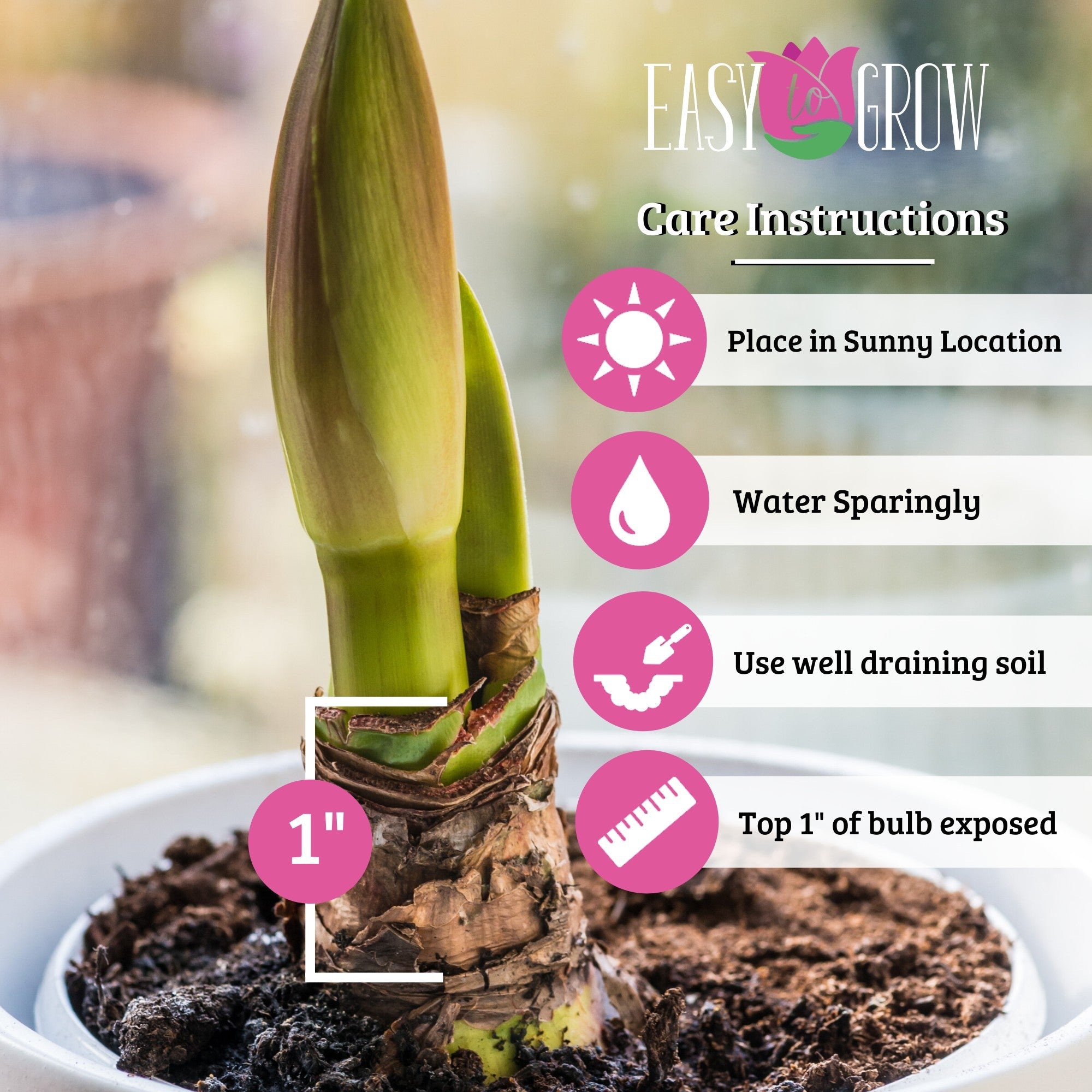 Amaryllis - Snow Drift: 1 Bulb