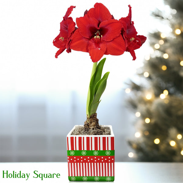 Amaryllis - Ferrari in a Square Planter