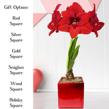 Amaryllis - Ferrari in a Square Planter