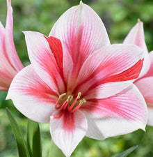 Amaryllis - Gervase: 1 Bulb