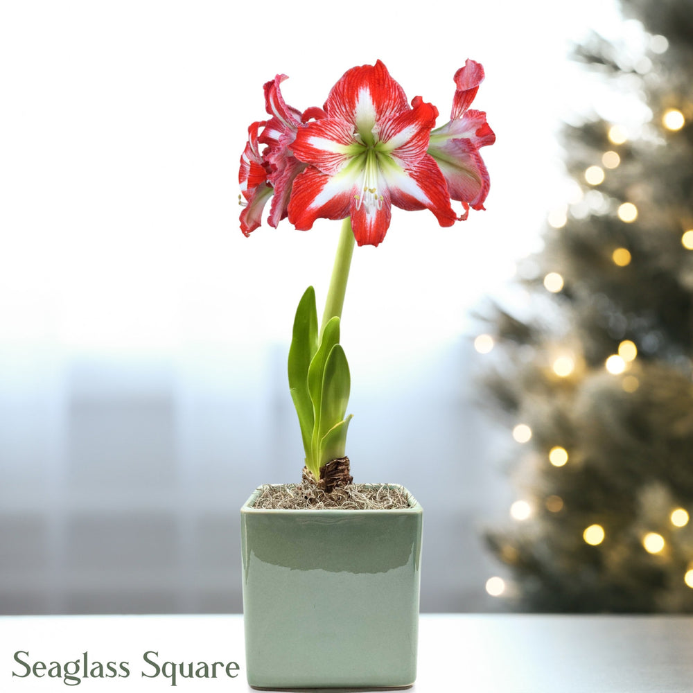 Amaryllis - Minerva in a Square Planter