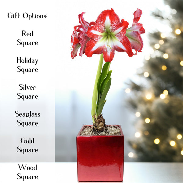 Amaryllis - Minerva in a Square Planter