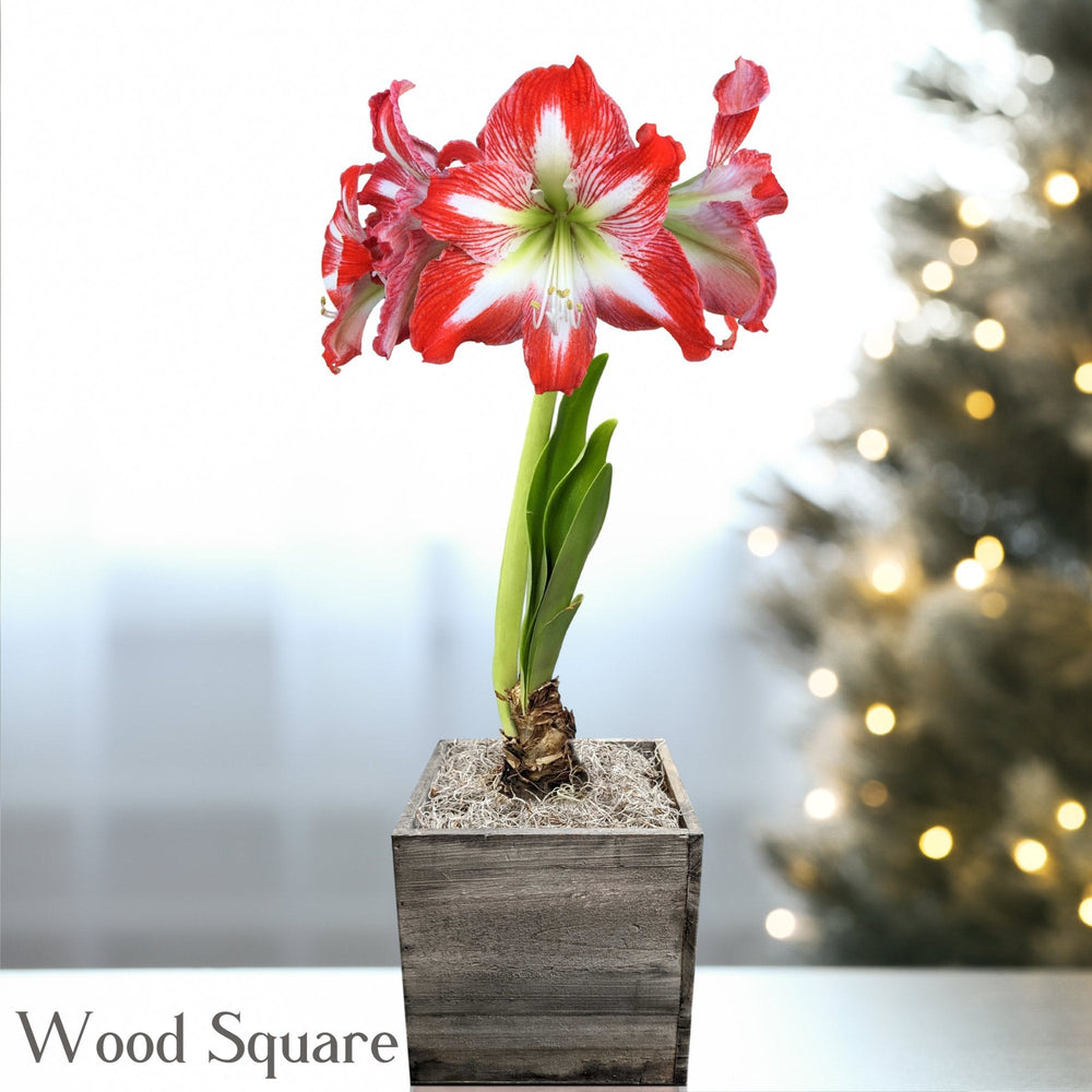 Amaryllis - Minerva in a Square Planter