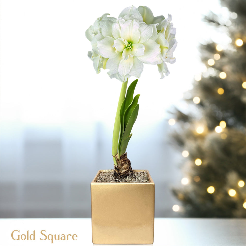 Amaryllis - Snow Drift in a Square Planter