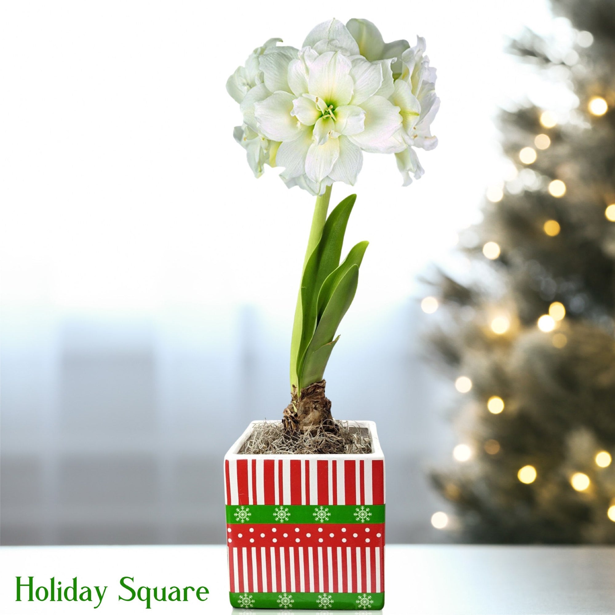 Amaryllis - Snow Drift in a Square Planter