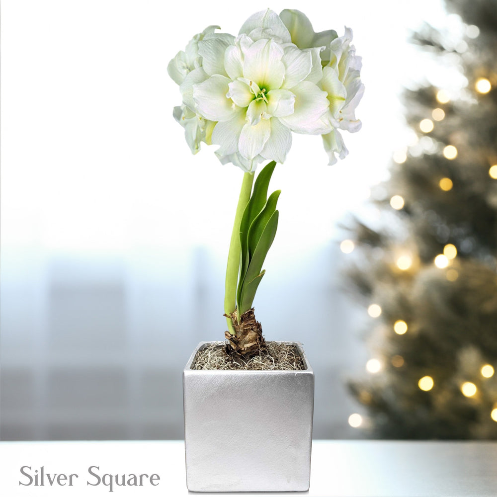 Amaryllis - Snow Drift in a Square Planter