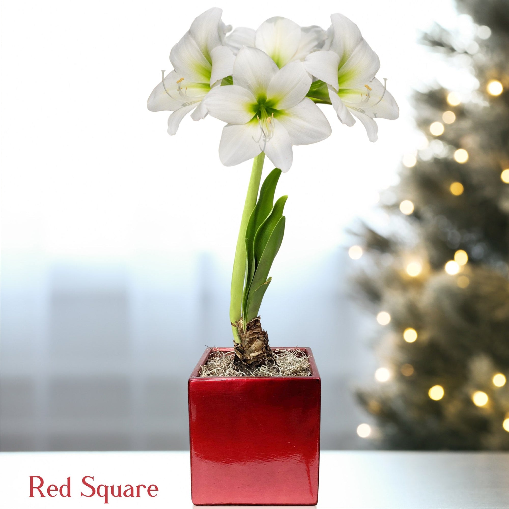 Amaryllis - White Christmas in a Square Planter