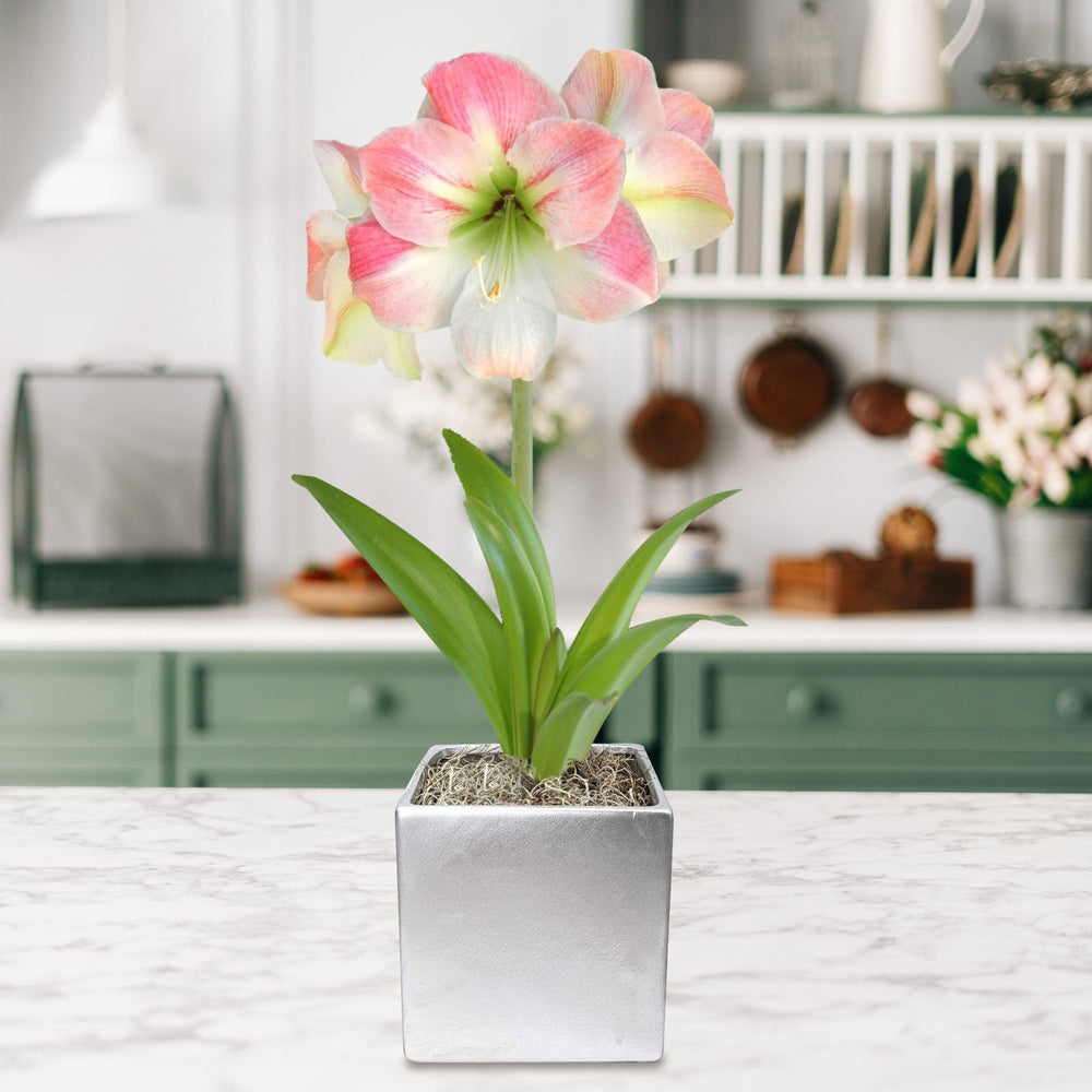 Amaryllis - Apple Blossom in a Square Planter