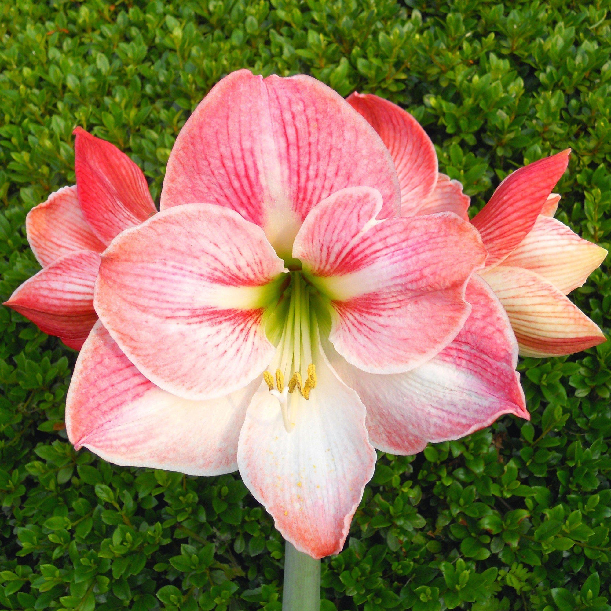 Amaryllis - Apple Blossom: 1 Bulb