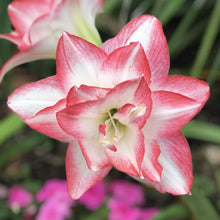 Amaryllis - Blossom Peacock: 1 Bulb