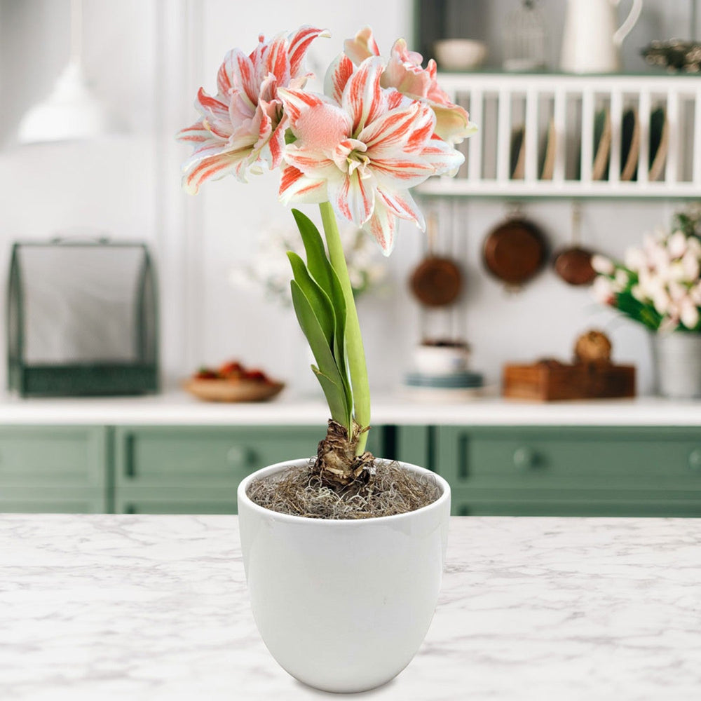 Amaryllis - Dancing Queen in a Round Planter